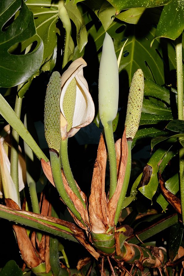 Photo 3 of Monstera cuttings