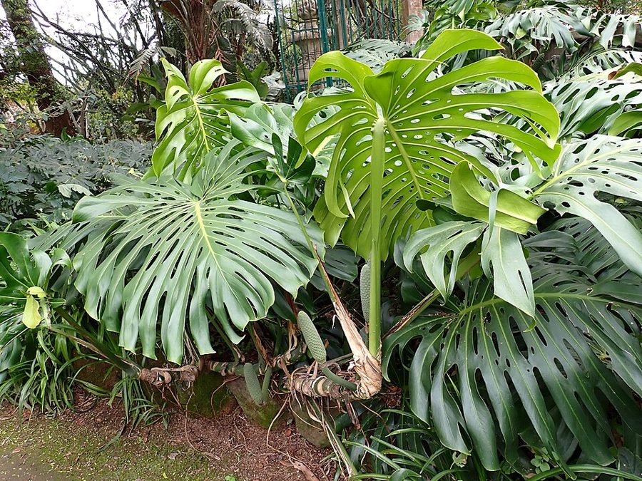 Photo of Monstera cuttings